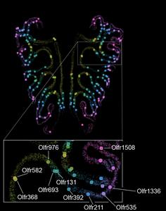 Smell receptors in a mouse nose