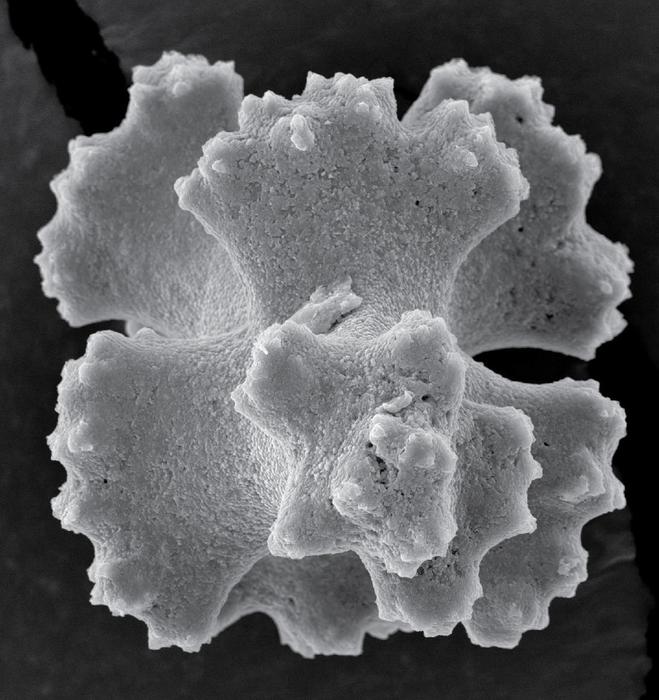 Sclerite, Top View