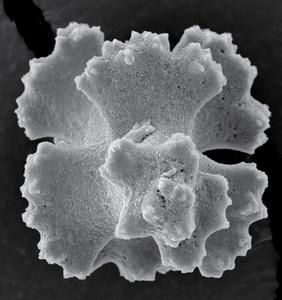 Sclerite, Top View