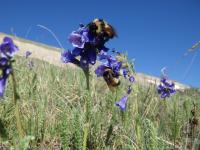 <i>Bombus balteatus</i>