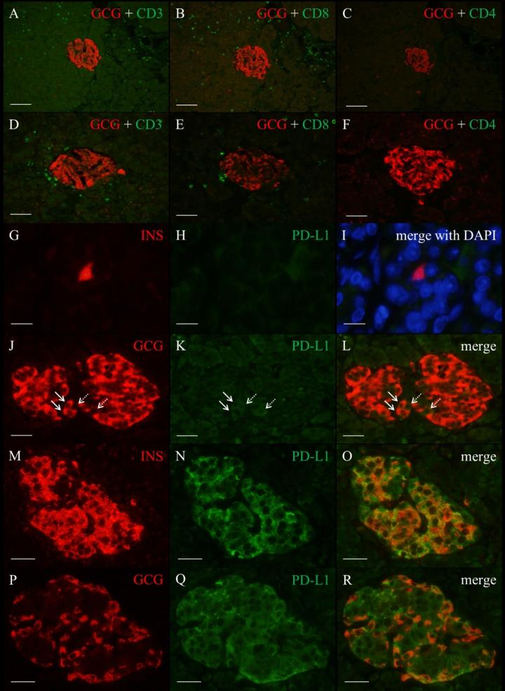Marked T Lymphocytes