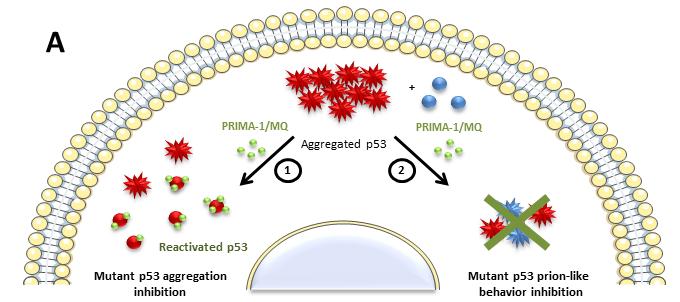 PRIMA-1 Effects