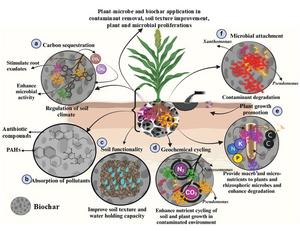 Biochar-driven rhizoremediation of soil contaminated with organic pollutants: engineered solutions, microbiome enrichment, and bioeconomic benefits for ecosystem restoration