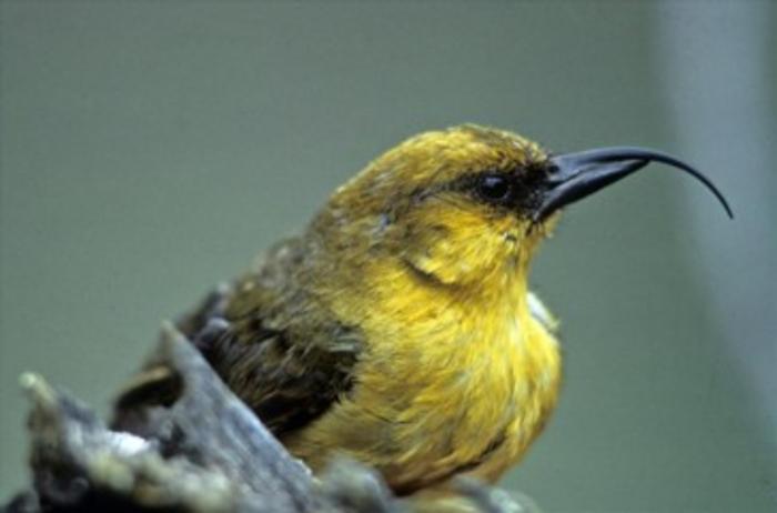 Hawaiian Honeycreeper