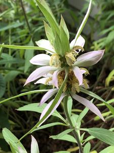 Monarda punctata
