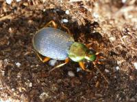 Slug Eater