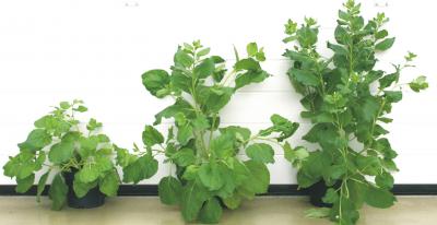 Virus-resistant Grapevines