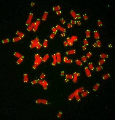 Telomeres