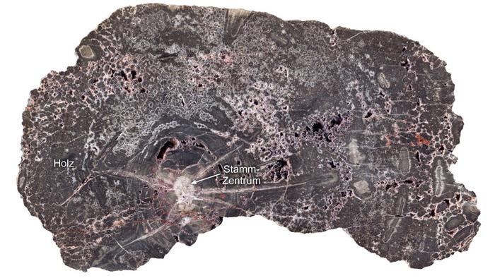 Close-up of a sectioned silicified wood specimen from the Kyffhäuser.