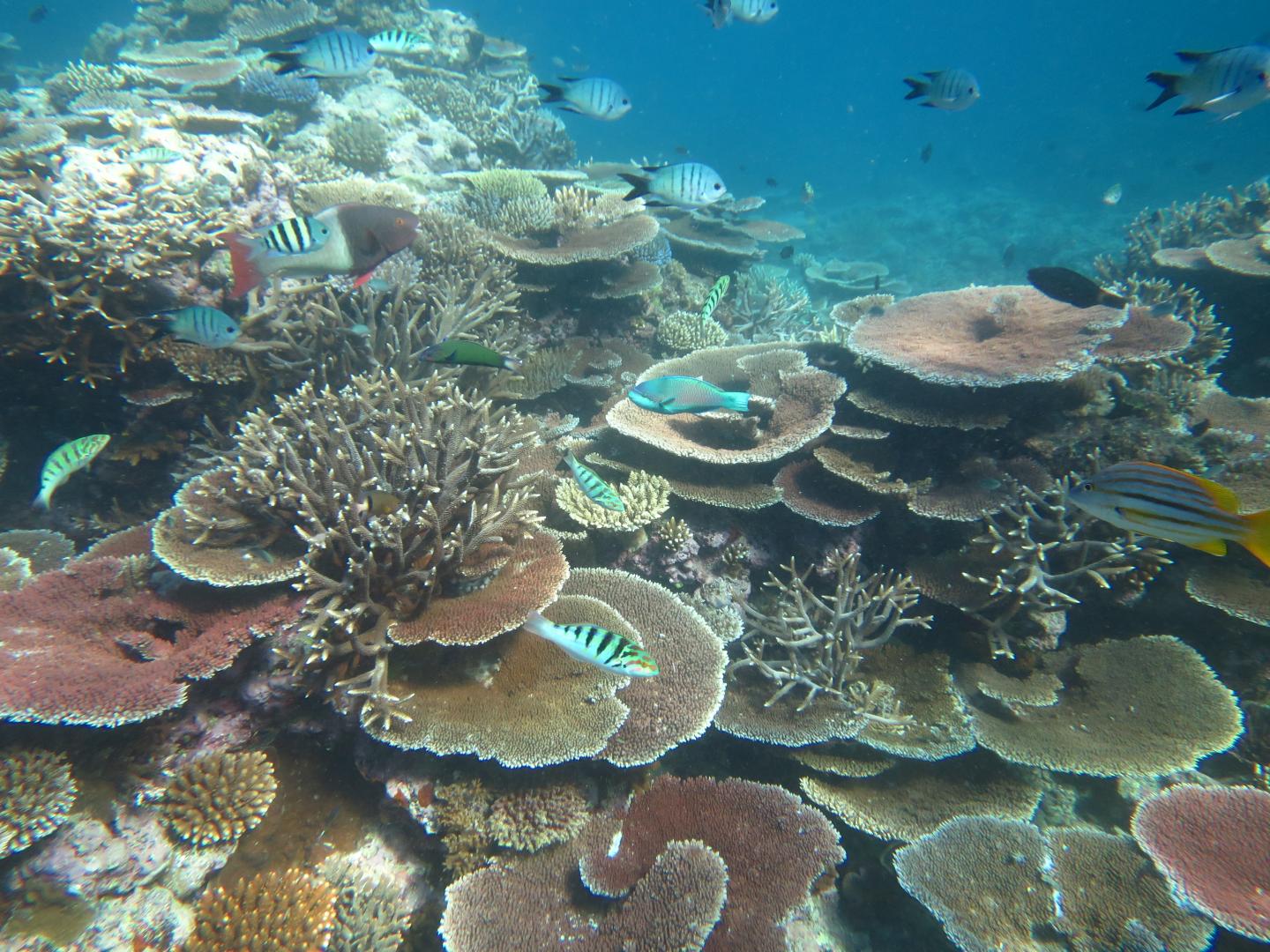Table corals