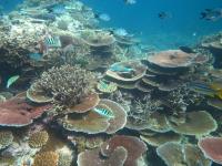 Table corals