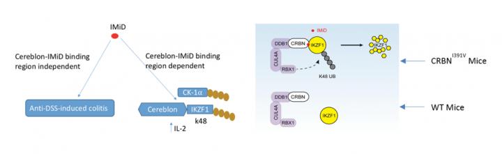 Figure: Two Different Pathways in a Humanized Cereblon Mouse Model