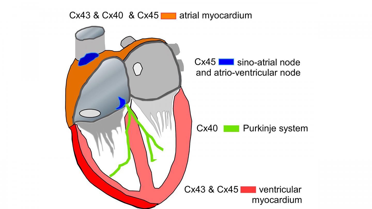 Diagram of the heart