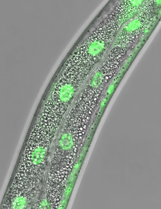 Surveillance pathway tells cells when they run low on lipids