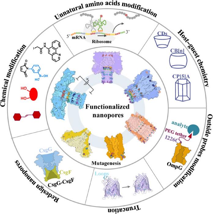 Functional strategies of protein nanopores
