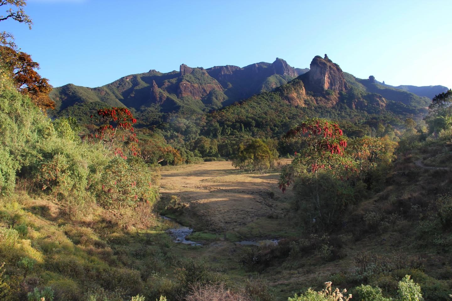 Highly Variable Forest in Ehiopia