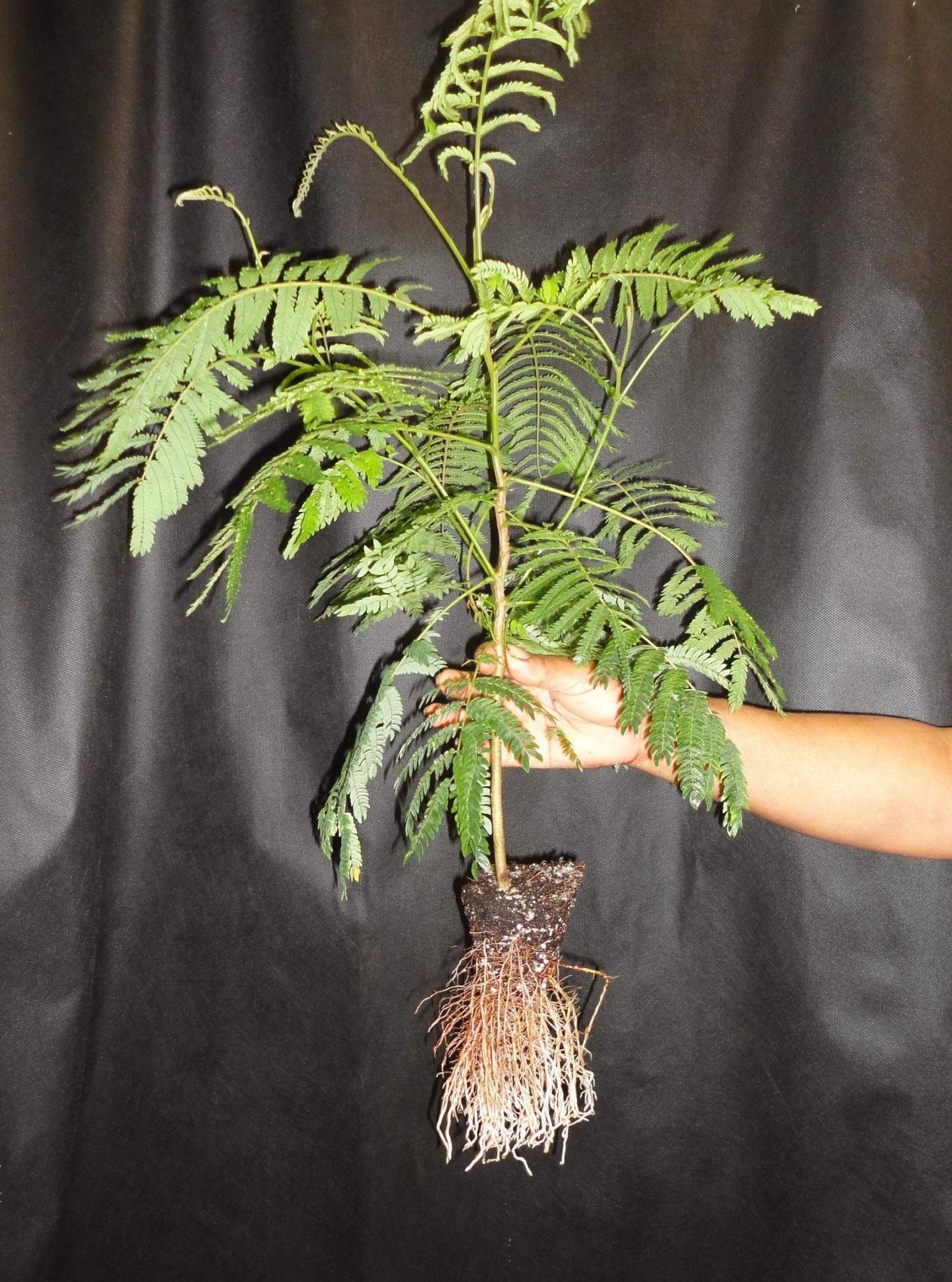 Endangered Tree Found Only on the Islands of Guam and Rota