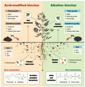 Contrasting acidic and alkaline biochar reprogram alfalfa metabolism and rhizosphere microbiomes in saline-alkali soils