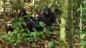 Male bonobos track females’ reproductive cycle to maximize mating success