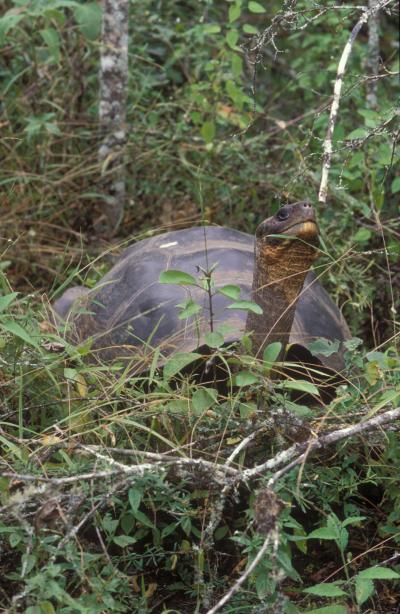 Hybrid Tortoise on Volcano Wolf