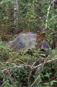 Hybrid Tortoise on Volcano Wolf