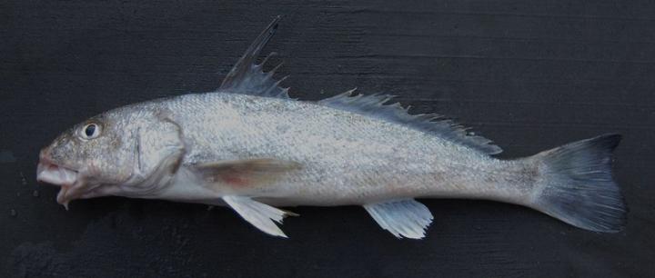 Gulf Kingfish