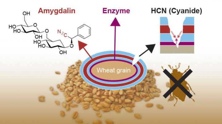 Cyanide Seed Defense System