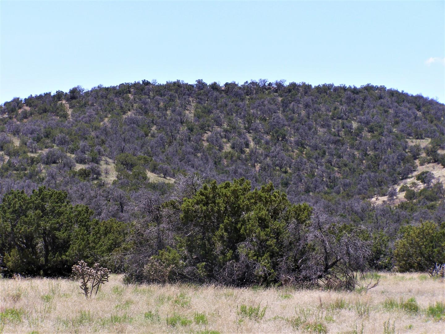 Hillsidepinyon