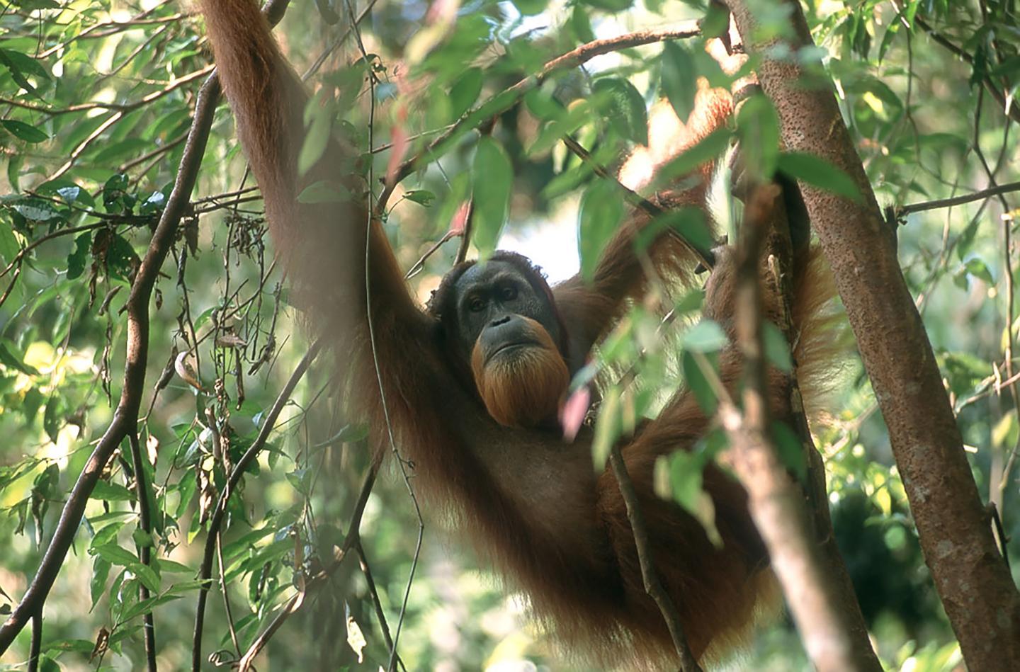 Sumatran Orangutan Population is Up, But Threats Remain (3 of 8)