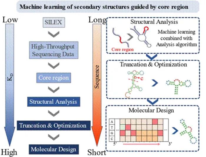A machine learning-enabled single-round nucleic acid aptamer analysis method directly reveals the shared secondary structure of its interaction with the target