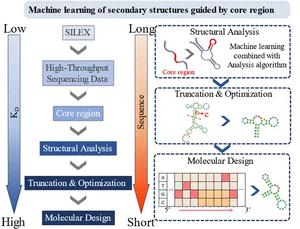 A machine learning-enabled single-round nucleic acid aptamer analysis method directly reveals the shared secondary structure of its interaction with the target