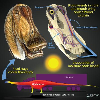 Different Dinosaurs Evolved Different Cooling Strategies