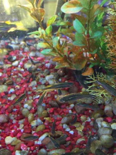 Zebrafish Crucial to Neurobehavioral Studies