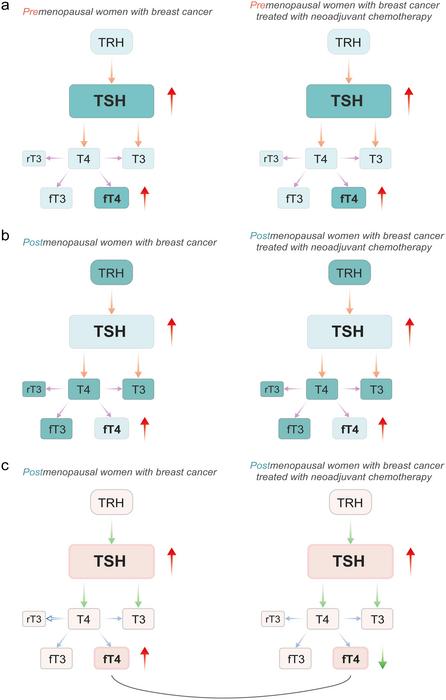 Changes in thyroid stimulating hormone (TSH) and free thyroxine (fT4) in premenopausal women (a) and postmenopausal women (b) with breast cancer, treated or not with neoadjuvant chemotherapy (NCh), when compared to their corresponding control groups