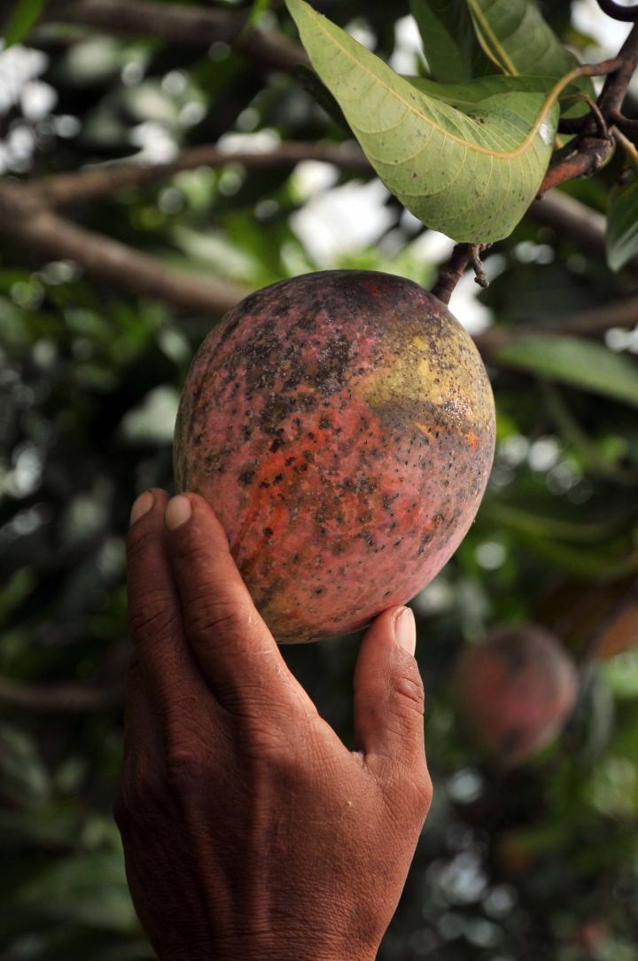 Mangoes