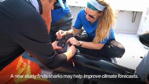 Sharks may help improve climate forecasts, study finds