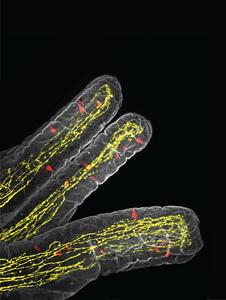 3D villi