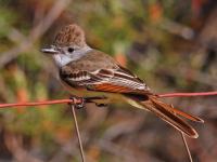 Ash-Throated Flycatcher