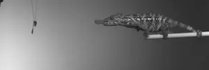 Video.2_chameleon.mp4