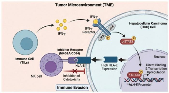 Graphical abstract.