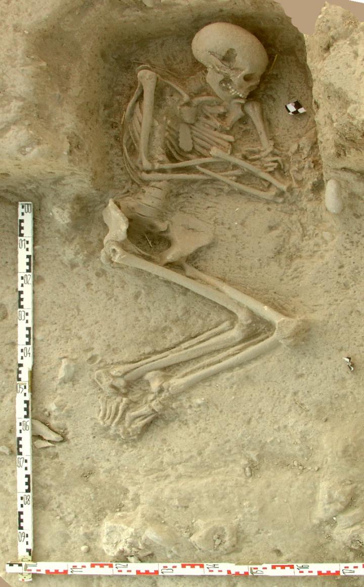 Human Skeleton
