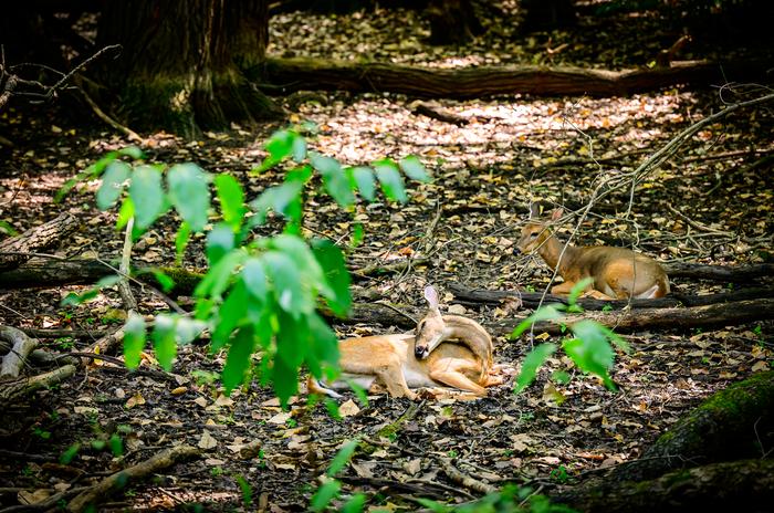Deer sleeping in Busey Woods