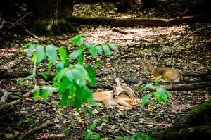 Deer sleeping in Busey Woods