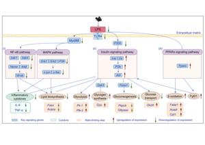 Christensenella tenuis alleviates metabolic disorders by inhibiting gut LPS translocation