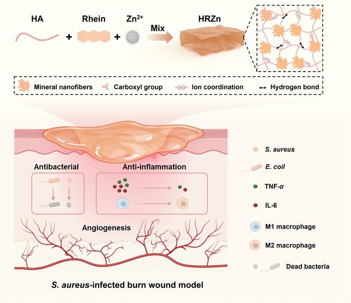 Preparation of the multifunctional HRZn hydrogel for promoting S. aureus-infected burn wound healing.