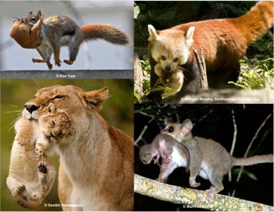 Maternal Carrying and Infant Response in Various Mammalian Species