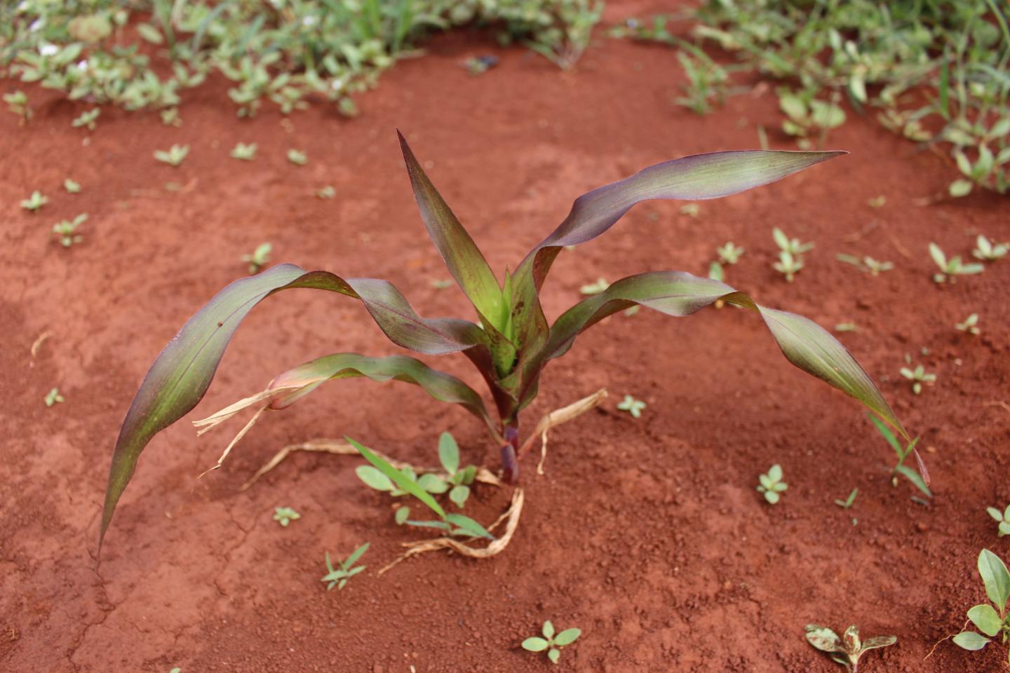 Purple Leaf Corn Needs Phosphorus