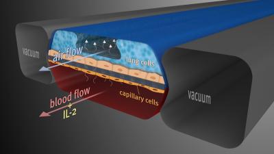 Mimicking Pulmonary Edema With a Lung-on-a-Chip (2 of 5)