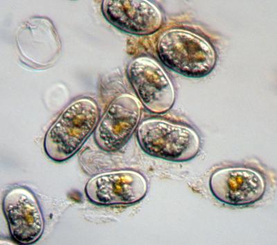 Harmful Algae -- <I>Alexandrium</I>