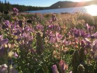 Vosnesensky Bumble Bee (<em>Bombus vosnesenskii</em>) in Lupines